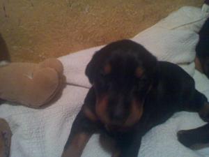 WARLOCKDOBERMANPUPPIES